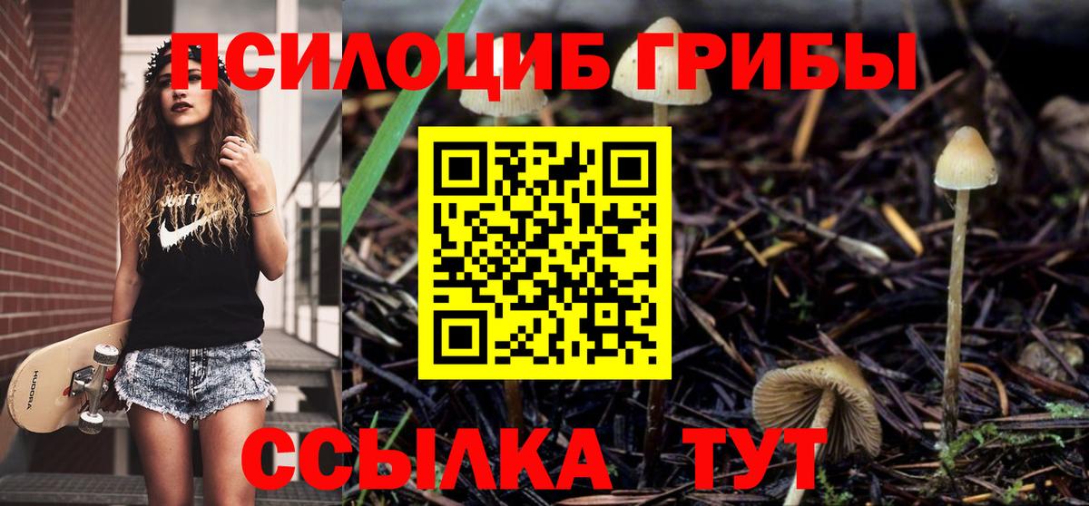 Псилоцибиновые грибы Psilocybe Обнинск